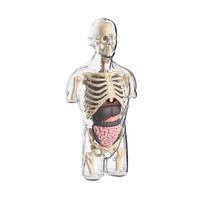 3D Human Body Anatomy Model Children Plastic Diy Skeleton Science Early Learning Aids Educational Toys Detachable Bone Models gray