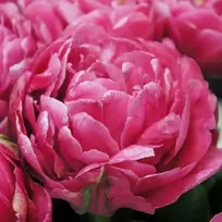 Tulpė 'Amazing Grace' , 5 vnt.