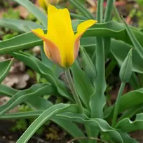 Botaninė tulpė ‘Kolpakowskiana’ , 30 vnt.