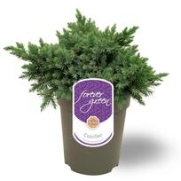 Lauko augalas žvynuotasis kadagys, Ø 15, 25 cm, lot. Juniperus squam. Blue Star