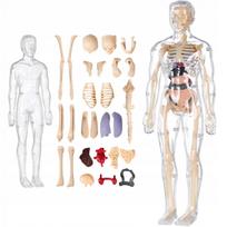 Mokomasis žmogaus skeleto modelis vaikams HUMAN BODY