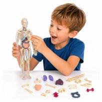 Žmogaus kūno sulankstomas anatomijos skeletas, edukacinis modelis
