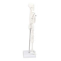 45CM Mini Skeleton Model PVC Human Body Bone Structure with Movable Arms Legs and Stand white