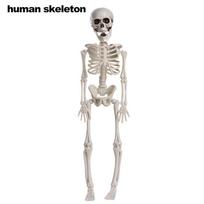 House Decoration Photography Props Halloween Human Skeleton Body Figurine Pumpkin Skull Bone Model human skeleton