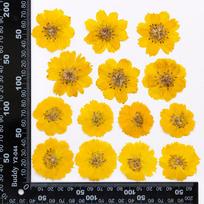 Sulfur Cosmos Dried Flower Pressed Diy Kit For Resin Phone Case Aromatherapy Candle Nail Art Photo Decoration 12 flowers geltona