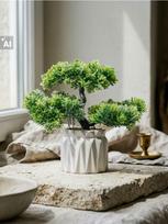 Sinsay - Dekoratyvinis augalas vazonėlyje – bonsai medis - žalia