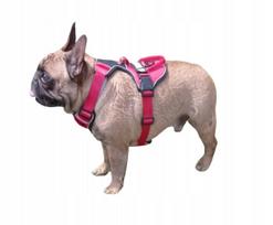 Šuns diržai Guard French Bulldog, dydis M, mokymui vaikščioti