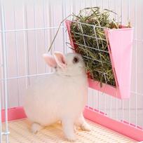 Triušių šienainės šėrykla, rožinė