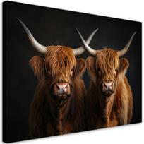 Paveikslas Ant Drobės, Škotijos karvių aukštumų veislės gyvūnai