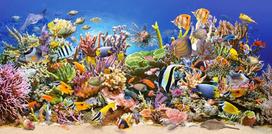 Castorland dėlionė „underwater Life“ (4000 detalių)