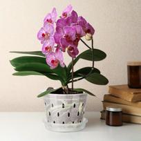 Orchidėjų vazonas su oro skylutėmis ir padėklu 15 cm