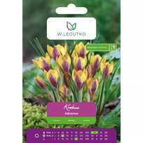 Krokus Advance – 7 vnt.