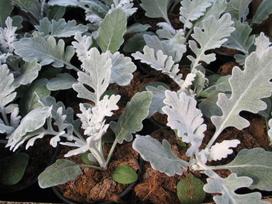 Lauko augalas krūminis bijūnas, daugiametis, Ø 14, 40 cm, lot. Paeonia suffruticosa mix