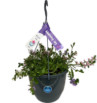 Lauko augalas skevola, Ø 27, 35 - 40 cm, lot. HANGING SCAEVOLA