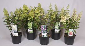 Lauko augalas hortenzija, ant stiebo, Ø 17 , 65 cm, lot. Hydrangea paniculata on stem