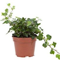 Lauko augalas šviesioji hortenzija, Ø 19, 40 cm, lot. Hydrangea arb. Annabelle