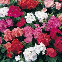 Lauko augalas svyranti pelargonija, Ø 12, 30 cm, lot. PELARGONIUM