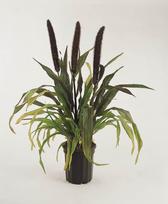 Lauko augalas soruolė, Ø 17, 30 cm, lot. Pennisetum Karley Rose