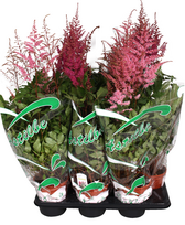 Lauko augalas astilbė, daugiametis, Ø 17, 30 cm, lot. ASTILBE MIX