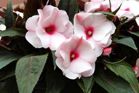 Lauko augalas sprigė, Ø 12, 27 cm, lot. IMPATIENS