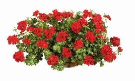 Lauko augalas svyrančioji pelargonija, Ø 11, 25 cm, lot. PELARGONIUM PELTATUM