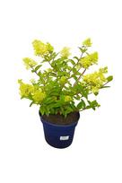 Lauko augalas hortenzija, Ø 19, 50 cm, lot. HYDRANGEA MAC