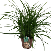 Lauko augalas viksva, Ø 17, 45 - 55 cm, lot. CAREX MORROWII IRISH GREEN