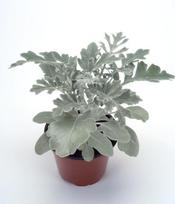 Lauko augalas žilė, Ø 10, 25 cm, lot. CINERARIA MARITIMA