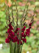 Skinta gėlė kardelis, 70 cm, 1 vnt., lot. Gladiolus