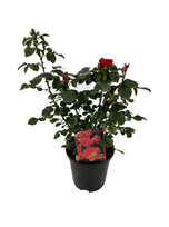 Lauko augalas krūminė rožė, stambiažiedė, Ø 17, 35-50, cm, lot. Rose Basic Big Flowered