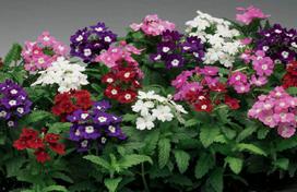 Lauko augalas verbena, Ø 15, lot. VERBENA PATAGONINĖ