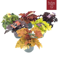 Lauko augalas alūnė, daugiametis, Ø 12 cm, 15 - 20 cm, lot. HEUCHERA INDIAN SUMMER