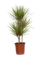 Vazoninis augalas dracena, Ø 21, 80 cm, lot. Dracaena Burley