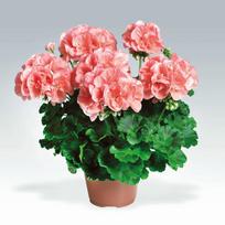 Lauko augalas kompaktinė pelargonija, Ø 11, 25 cm, lot. PELARGONIUM
