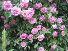 Lauko augalas miniatiūrinė rožė, Ø 17, 20 cm, lot. Rosa Cutie Pie