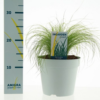 Lauko augalas ašuotė, Ø 17, 40 cm, lot. Stipa tenuifolia Pony tails