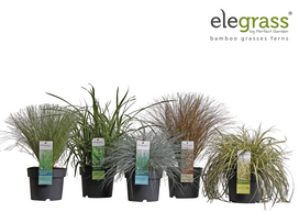 Dekoratyvinių žolių MIX, Ø 19, 40 - 50 cm, lot. GRASSES HARDY AND EVERGREEN