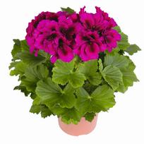 Lauko augalas pelargonija, Ø 12, 25 cm, lot. PELARGONIUM CALLIOPE
