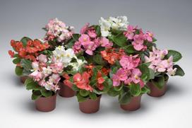 Lauko augalas begonija, Ø 13, 27 cm, lot. BEGONIA ELATIOR