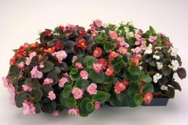 Lauko augalas visadžydė begonija, Ø 9, 15 cm, lot. BEGONIA SEMPERFLORENS
