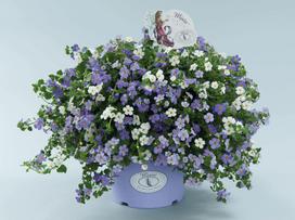 Lauko pakabinamų augalų kompozicija, Ø 19, 35 cm, lot. HANG PLANT
