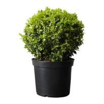 Lauko augalas buksmedis, Ø 17, 40 cm, lot. Buxus semp. bush