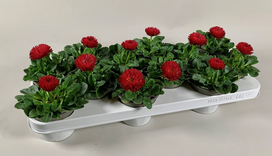 Lauko augalas saulutė, daugiametis, Ø 12 , 20 - 25 cm, lot. Blooming Joy Bellis Habanera
