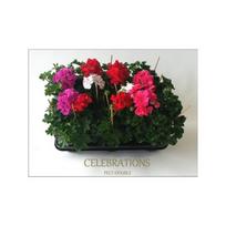Lauko augalas pelargonija, Ø 12, lot. SVYRANTI PELARGONIJA