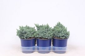 Lauko augalas žvynuotasis kadagys, Ø15, 20 - 25 m, lot. JUNIPERUS SQUAMATA BLUE STAR
