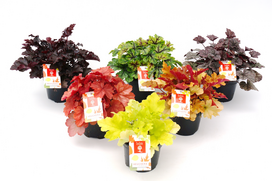 Lauko augalas Alūnė, daugiametis, Ø 11, 25 cm, lot. Heuchera mix