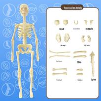 3D Human Body Anatomy Model with Detachable Organs - Educational Toy for Children gray