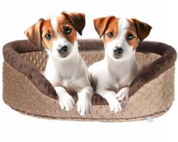 Šuns guolis Jack Russell terjerui ir Maltos bišonui