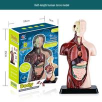 Children's Educational Detachable Human Anatomy Model: Skeleton & Organs for Early Learning gray