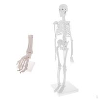 Highly Detailed 45cm Human Body Skeleton Model +1:1 Joint Educative toy Supplies white